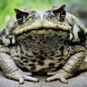 Meet your Posher, Austin